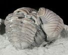 Enrolled Flexicalymene Trilobites - Ohio #47323-2
